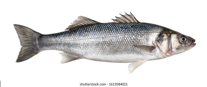 Robalo fresco
